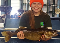 Seasonal employee with Walleye breeder