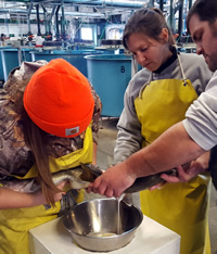 Staff spawning Walleye