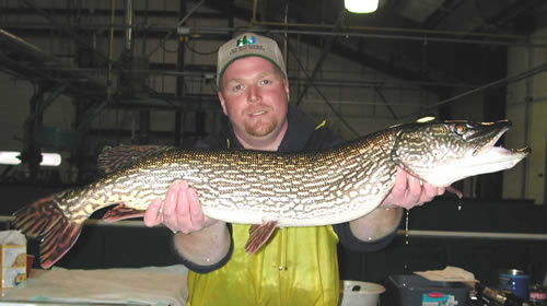 Northern pike broodstock
