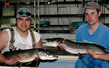 Staff with two pike