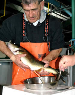 Stripping walleye eggs