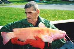 Albino Channel Catfish Broodstock