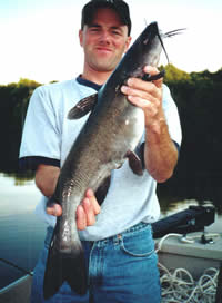 Channel Catfish at Swartswood Lake