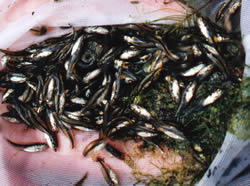 Largemouth Bass Fry