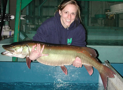 Muskellunge Broodstock from Mercer Lake
