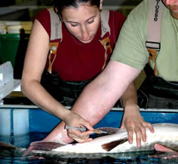 Injecting a muskie with hormone