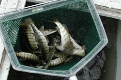 10-inch Muskellunge in Net