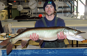 Fisheries worker with large muskellunge