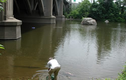 Stocking fingerling pike in Passaic River