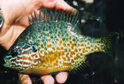 Pumpkinseed Sunfish
