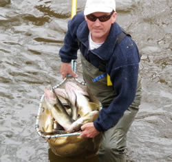Volunteer with rescued muskellunge