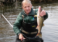 Walleye about to be released