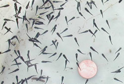 Smallmouth Bass  Fry