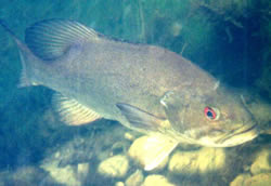 Smallmouth Bass on Nest