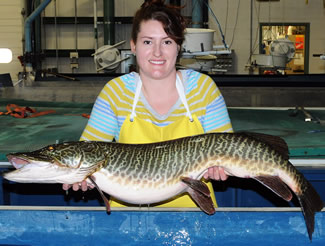 Lauren Senn with a monster tiger muskie