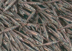 Tiger Muskie Fingerlings