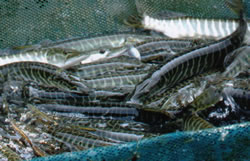 Tiger Muskies in Net