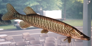 Tiger Muskie in Tank
