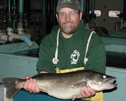 Walleye Broodstock from Swartswood Lake