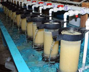 Five million walleye eggs in incubators