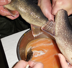 Walleye eggs are fertilized at Hackettstown