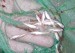 Walleye Fingerlings