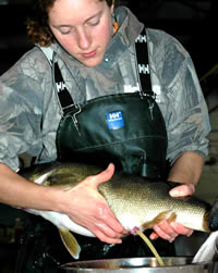 Spawning female walleye