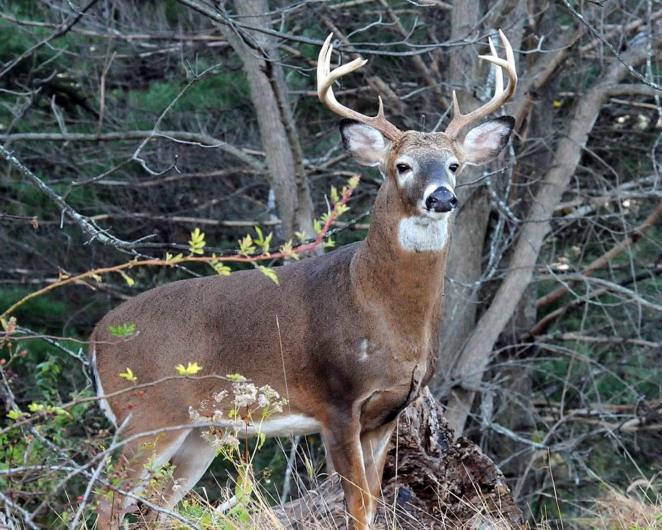 NJDEP New Jersey Fish and Wildlife Whitetailed Deer in New Jersey