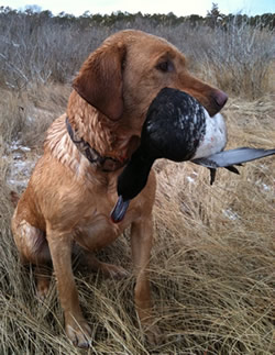 Retriever with scaup