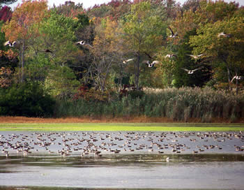 Fall ducks on water and in flight