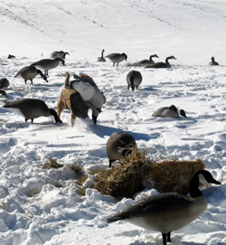 Dog among goose decoys