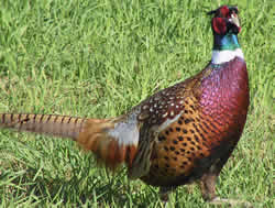 Rockport pheasant