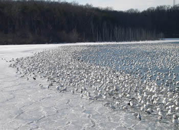 Snow geese