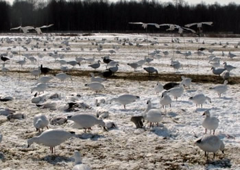 Snow goose hunting set up