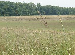 Indiangrass - a native warm season grass