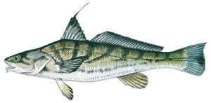 Northern Kingfish