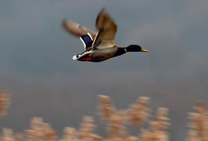 Mallard in flight