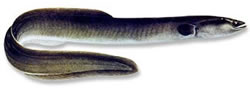 American Eel