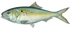 Atlantic Menhaden