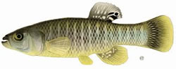 Mummichog