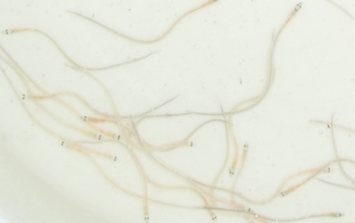 Glass Eels