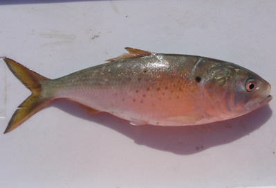 Adult Atlantic Menhaden (approx. 8 inches)