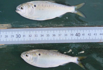 Juvenile Atlantic Menhaden