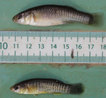 NJDEP Division of Fish & Wildlife - Baitfish: Profiles of the Top Five