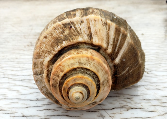 Channeled Whelk