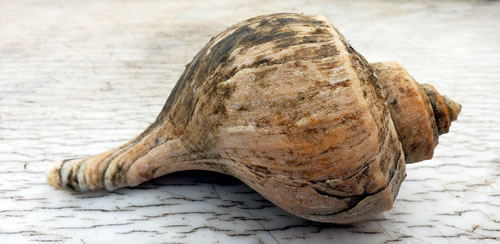 Channeled Whelk