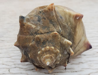 Knobbed Whelk