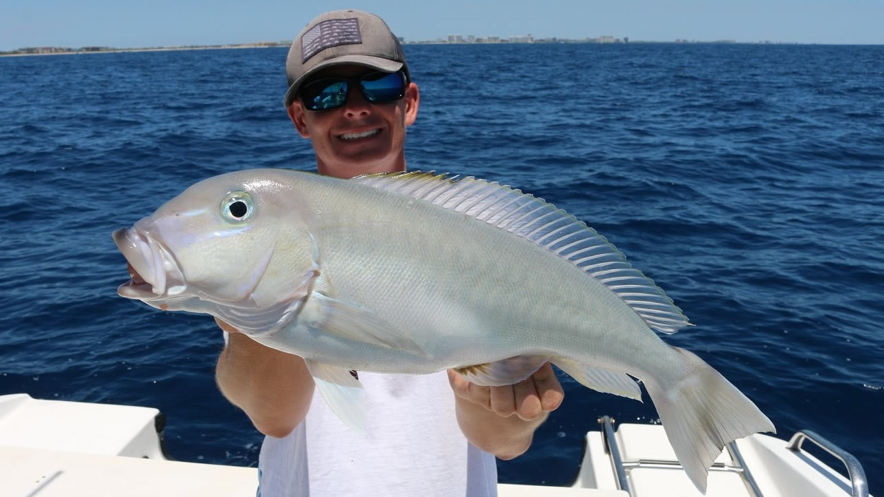 NJDEP Division of Fish & Wildlife - Blueline Tilefish: A Profile