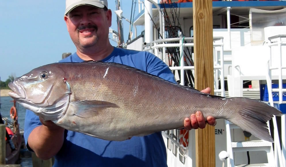 NJDEP Division of Fish & Wildlife - Blueline Tilefish: A Profile