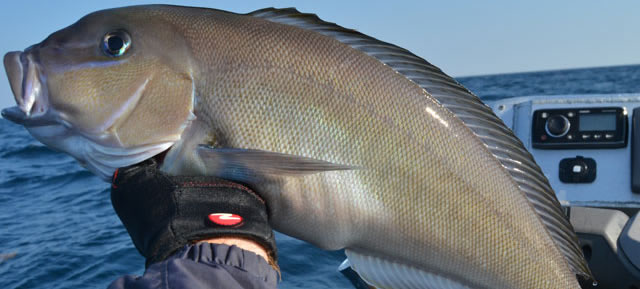 Blueline Tilefish